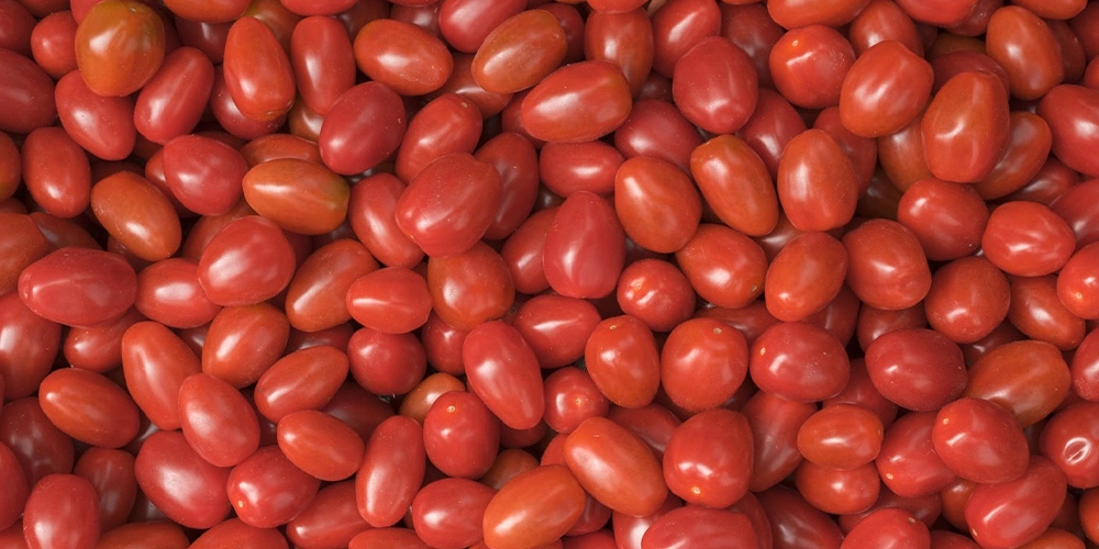 PASTA CONCENTRADA DE TOMATE HOT BREAK PARA USO INDUSTRIAL